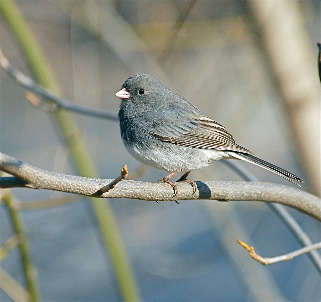 Urbanization's Effect on Junco Migration: 2019-2020: Archive: Features ...